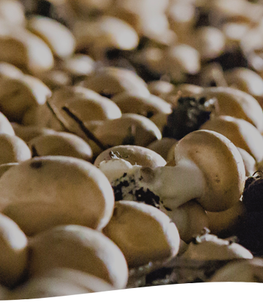Mushrooms Growing