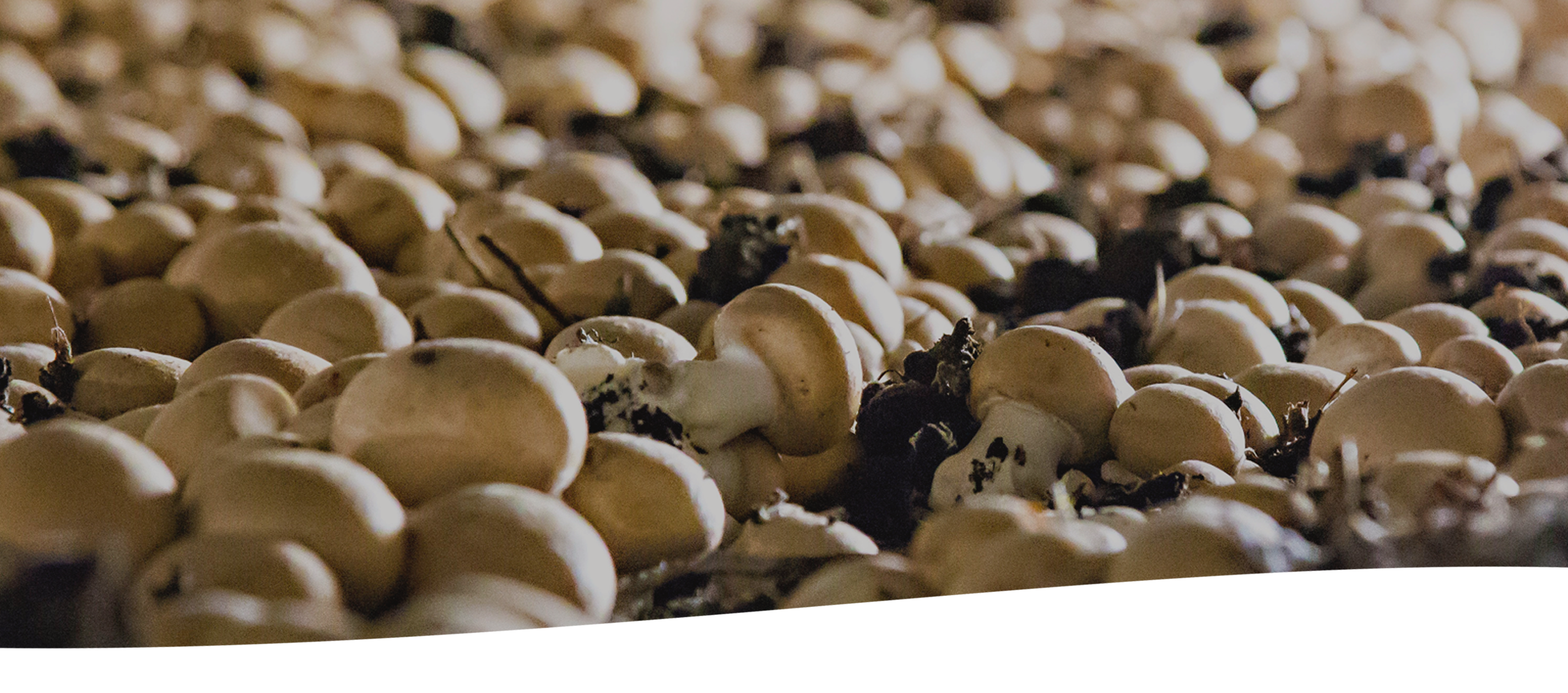 Mushrooms Growing
